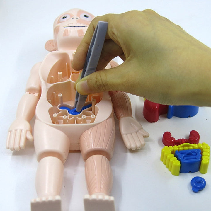 Educational Anatomy Set for Children Dr. Bones, view 2 - Elena Harper