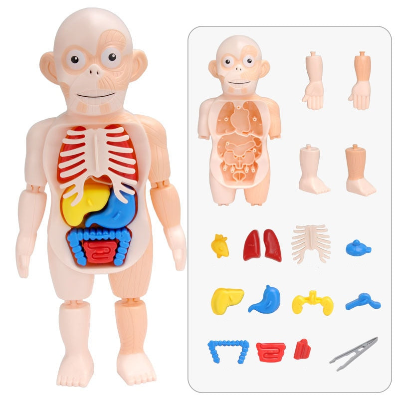 Educational Anatomy Set for Children Dr. Bones - Elena Harper