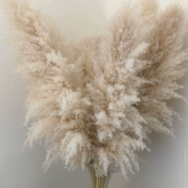 BohoBliss Dried Pampas Grass, view 6 - Elena Harper