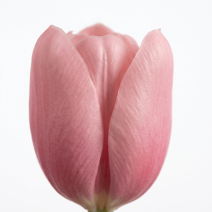 Bloomara Real Touch Latex Tulip Bouquet - Elena Harper