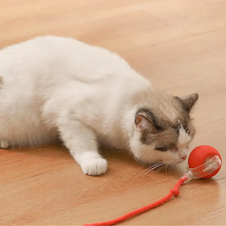 Interactive Rolling Ball with Tail for Cats