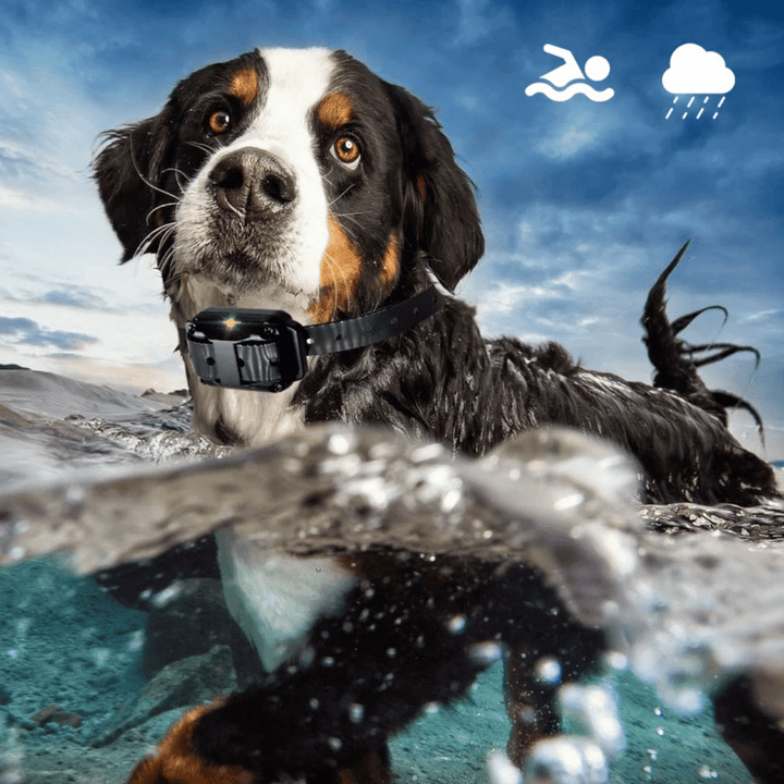 Waterproof Dog Training Collar with Remote Control (800m)